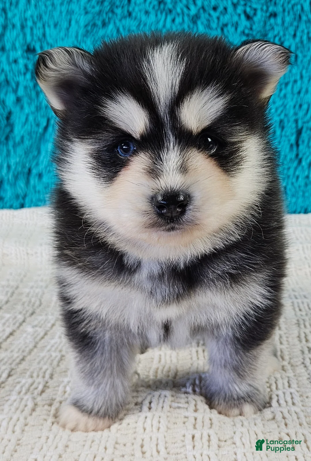 Pomsky dogs for sale: Wilson  - Ad 1