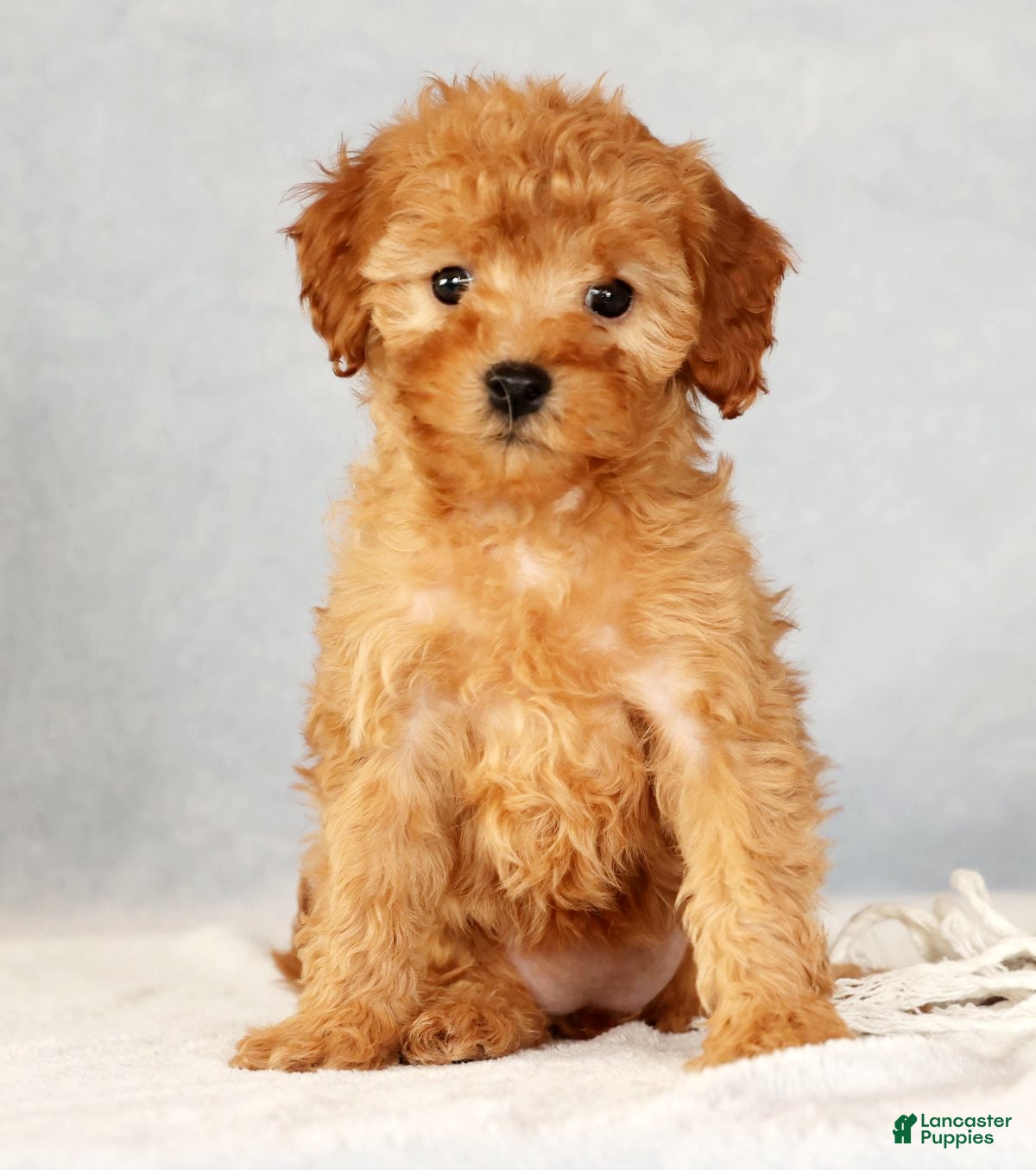 Cavapoo dogs Astrid - Ad 42