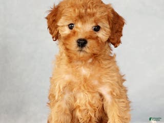 Cavapoo dogs Astrid - Ad 42