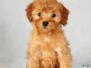 Cavapoo dogs Astrid - Ad 41