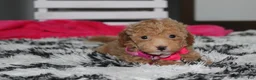 Bichpoo dogs for sale: Kalila  - Ad 8
