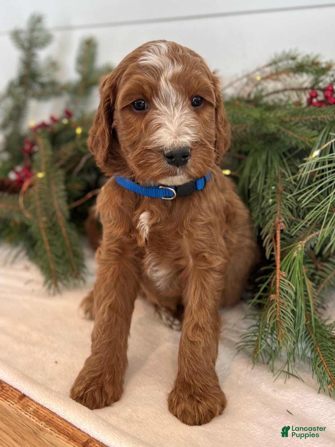 Irish Doodle dogs for sale: Theodore  - Ad 4