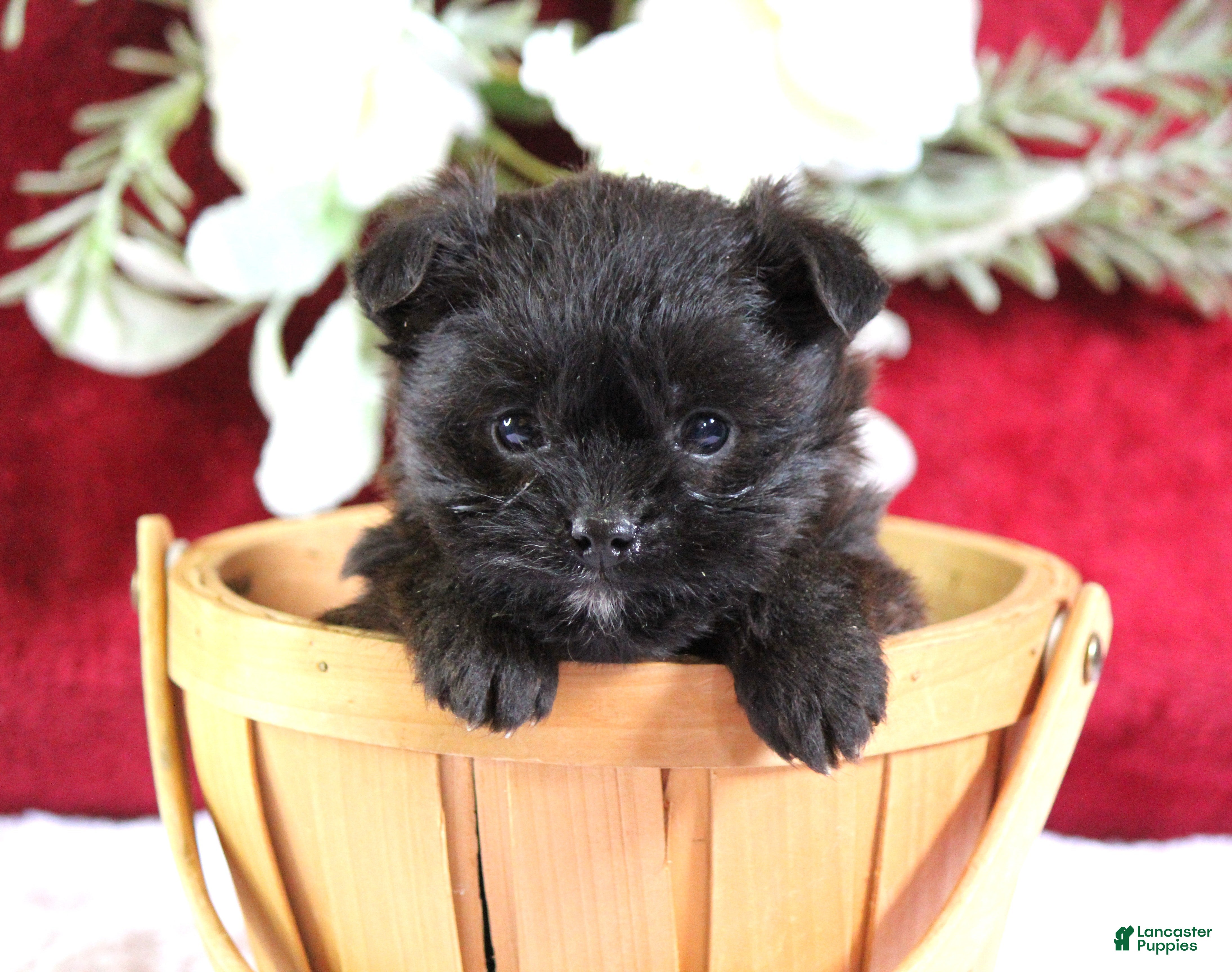 Yorkiepoo dogs Bailey - Ad 2