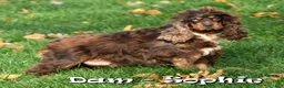 Cocker Spaniel dogs for sale: Bella - Ad 7