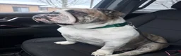 English Bulldog dogs for sale: Vixen - Ad 7