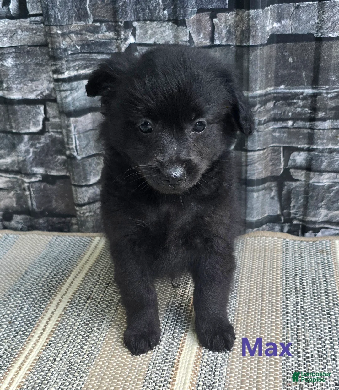 Pomapoo dogs for sale: Pomapoo 2 - Ad 2