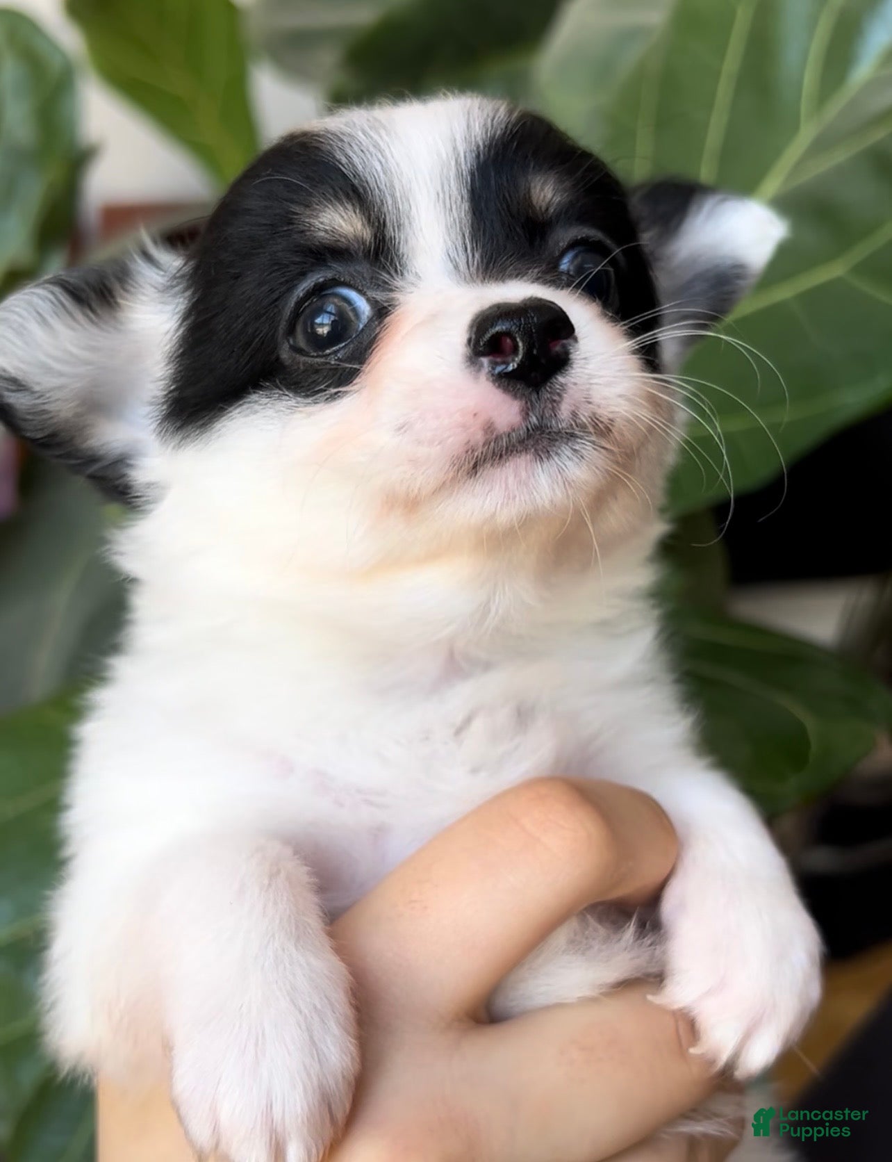Chihuahua dogs for sale: Chihuahua Puppy 1 - Ad 2