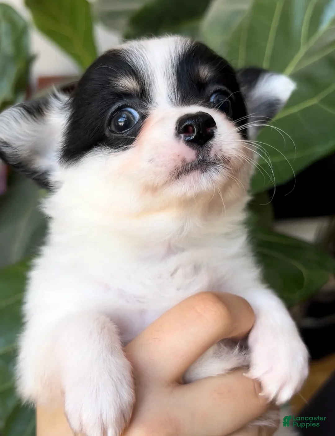 Chihuahua dogs for sale: Chihuahua Puppy 1 - Ad 1
