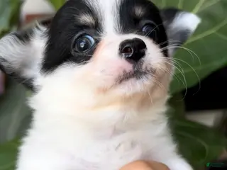 Chihuahua dogs for sale: Chihuahua Puppy 1 - Ad 2