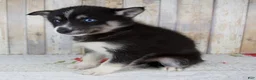 Pomsky dogs for sale: Cruse - Ad 5