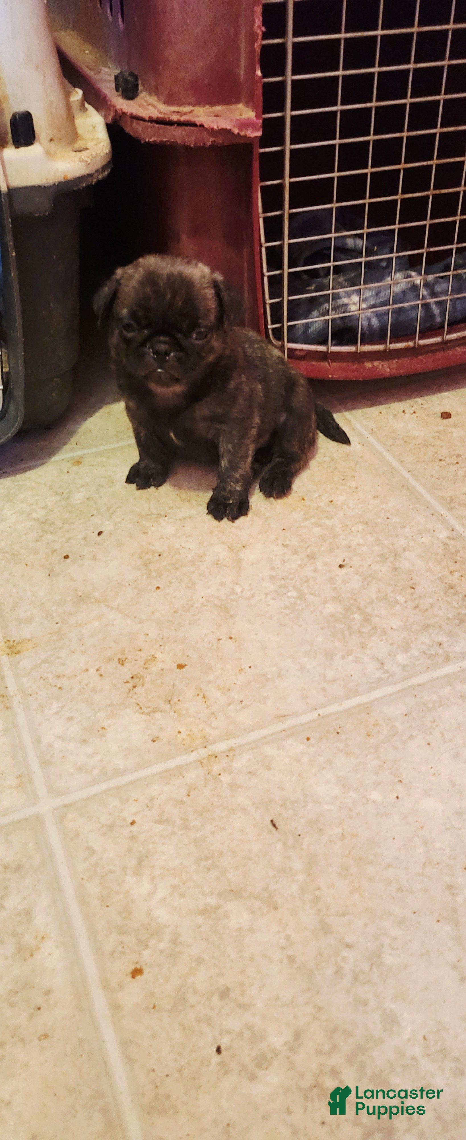 Pug dogs Muñeca  - Ad 3