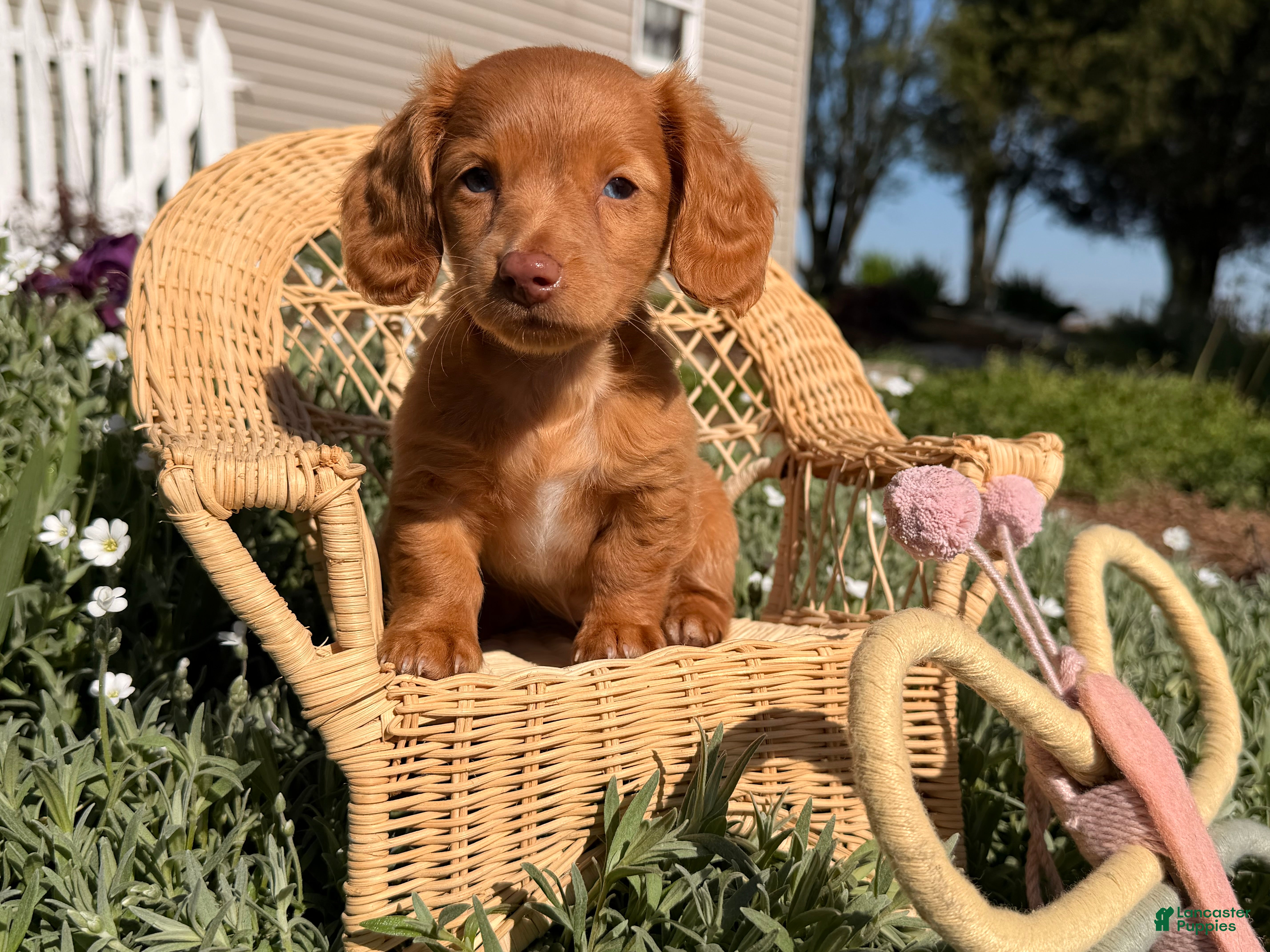 Dachshund dogs Daisy  - Ad 1
