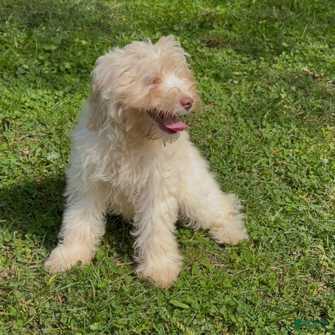 Mini Goldendoodle dogs Elsa - Ad 2