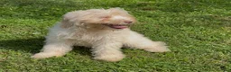 Mini Goldendoodle dogs for sale: Elsa - Ad 2
