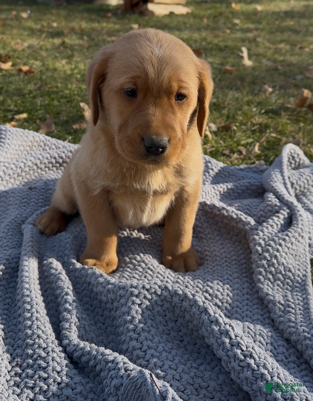 Goldador dogs for sale: Teddy - Ad 2