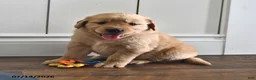 Mixed Breed dogs for sale: Tootsie - Ad 4