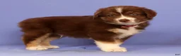 Miniature Australian Shepherd dogs for sale: Mike - Ad 4