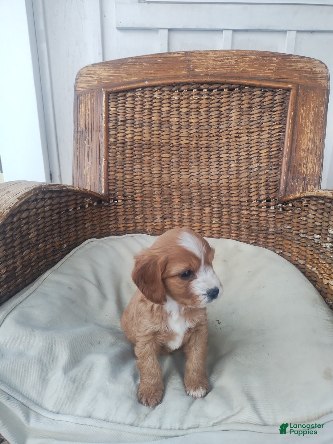 Cavapoo dogs for sale: Arthur  - Ad 1
