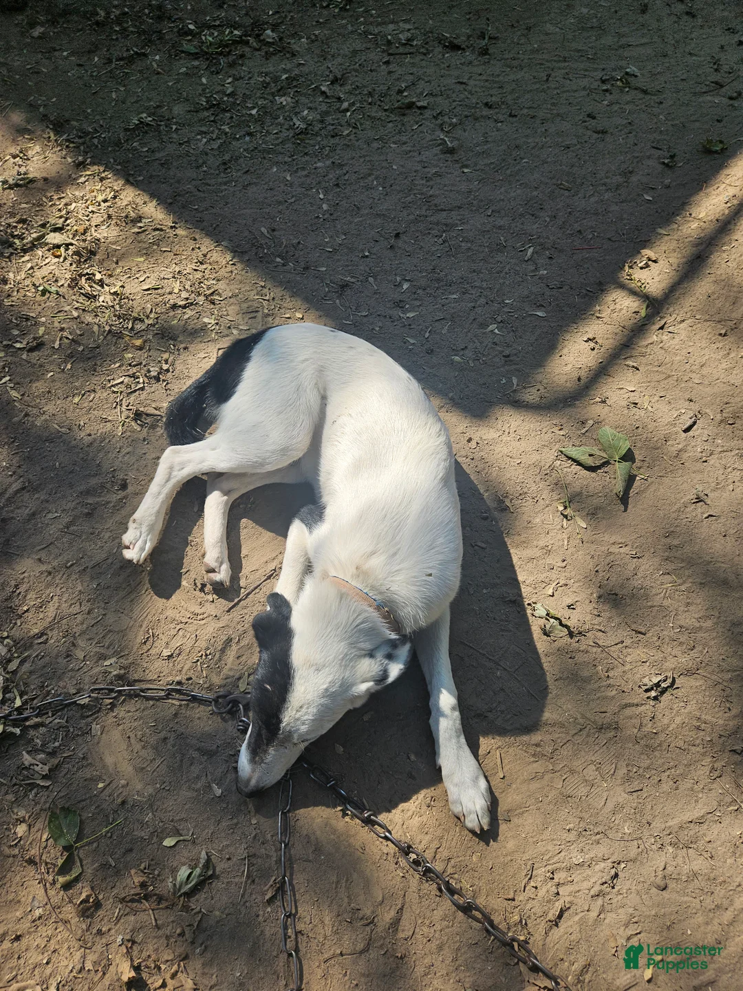 Border Collie dogs for sale: Hondo - Ad 2