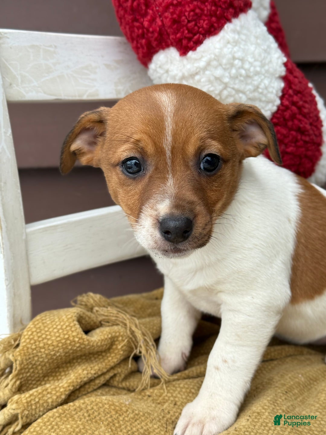 Jack Russell Terrier dogs for sale: Jingle - Ad 9