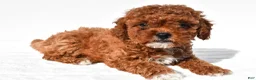 Cavapoo dogs for sale: Polly - Ad 4