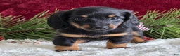 Miniature Dachshund dogs for sale: Kate - Ad 4
