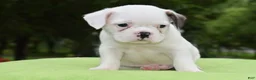 Mixed Breed dogs for sale: Milo f1b Frenchton hybrid  - Ad 10