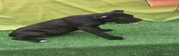Cane Corso dogs for sale: MELLO - Ad 17