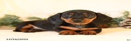 Miniature Dachshund dogs for sale: Catty - Ad 3