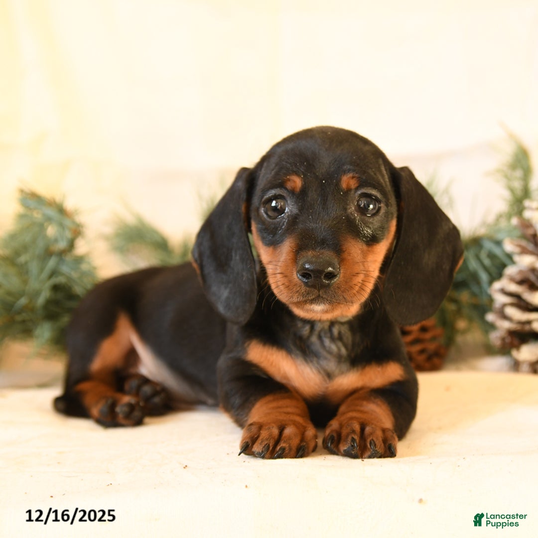 Miniature Dachshund dogs for sale: Catty - Ad 3