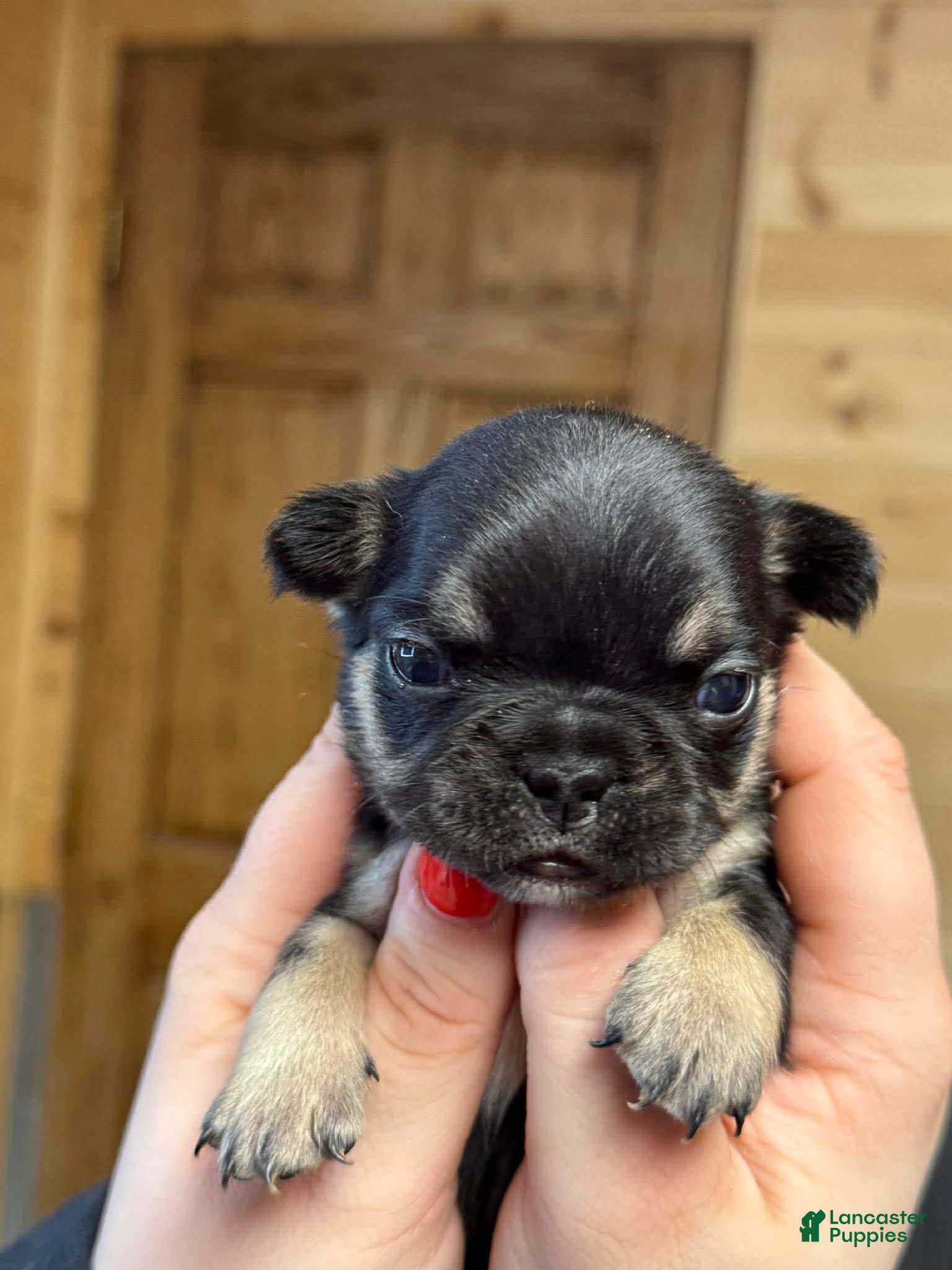 French Bulldog dogs Rolo - Ad 1