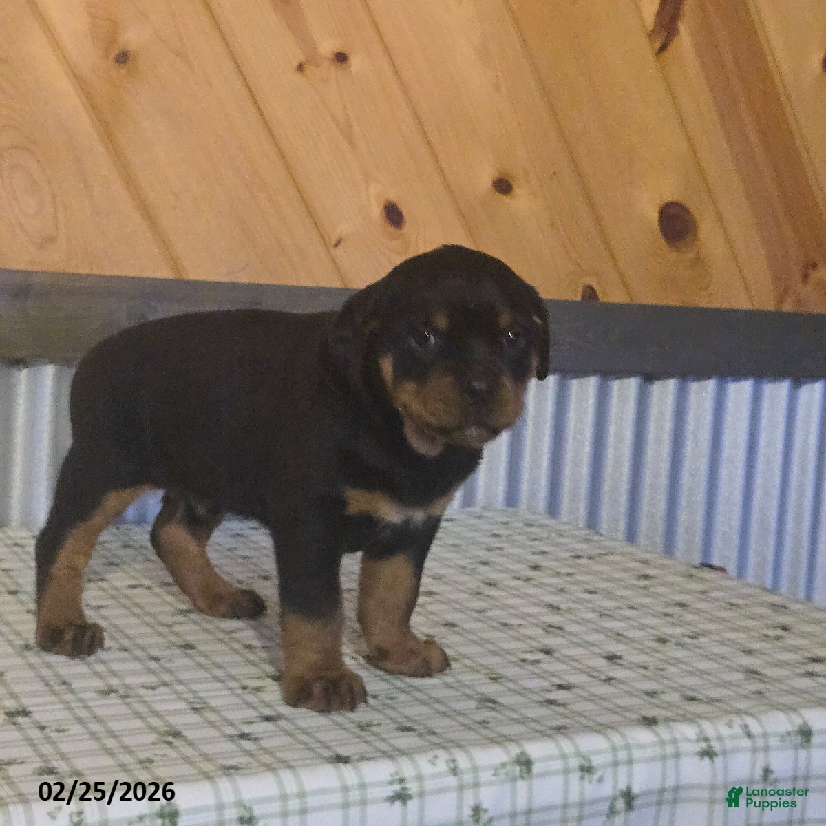 Rottweiler dogs Kevin - Ad 1