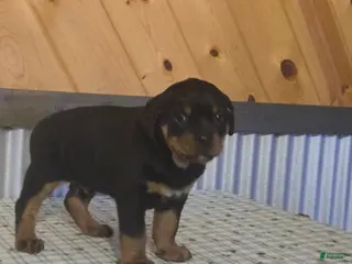 Rottweiler dogs for sale: Kevin - Ad 4
