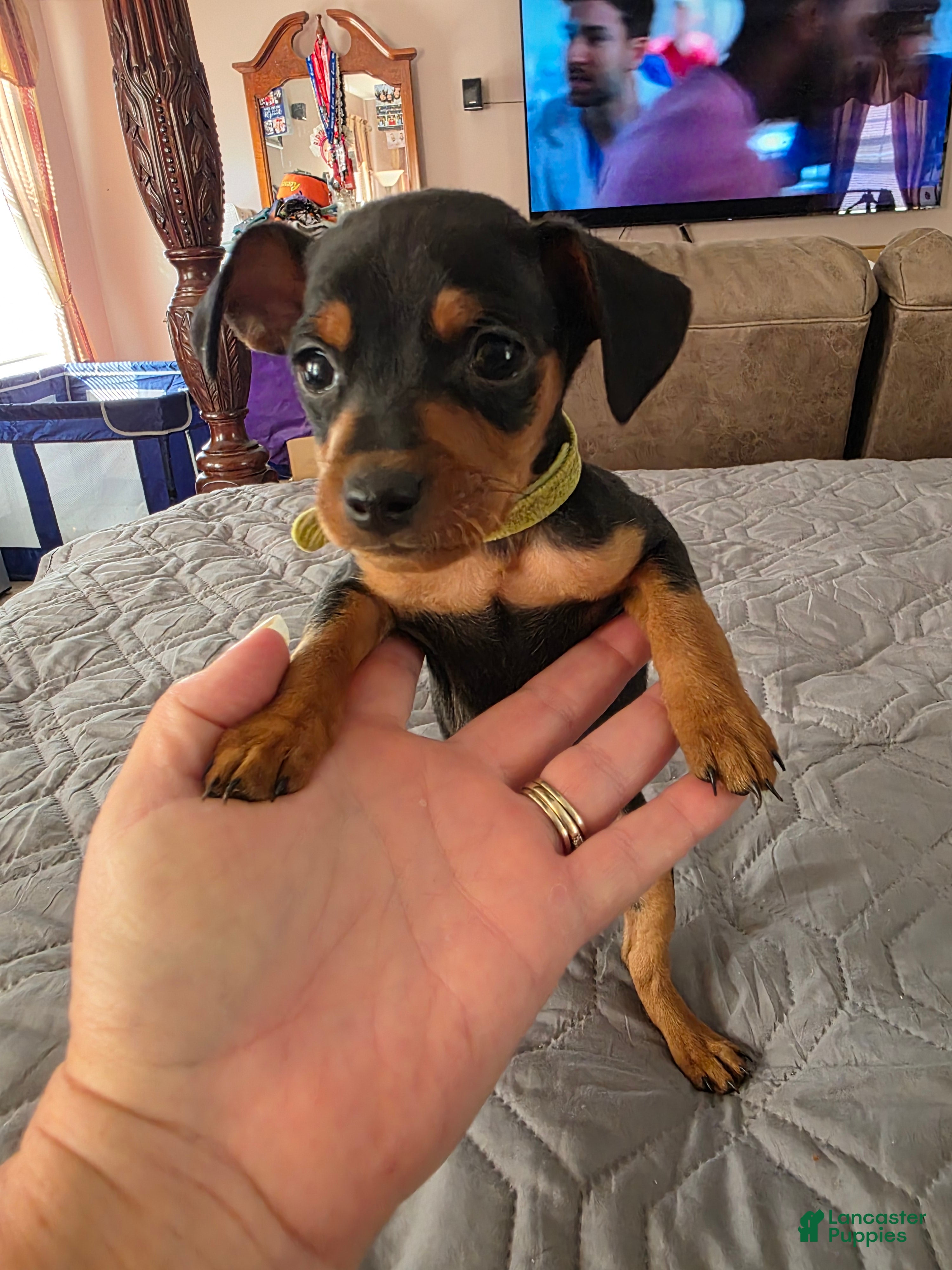 Miniature Pinscher dogs R-green - Ad 1