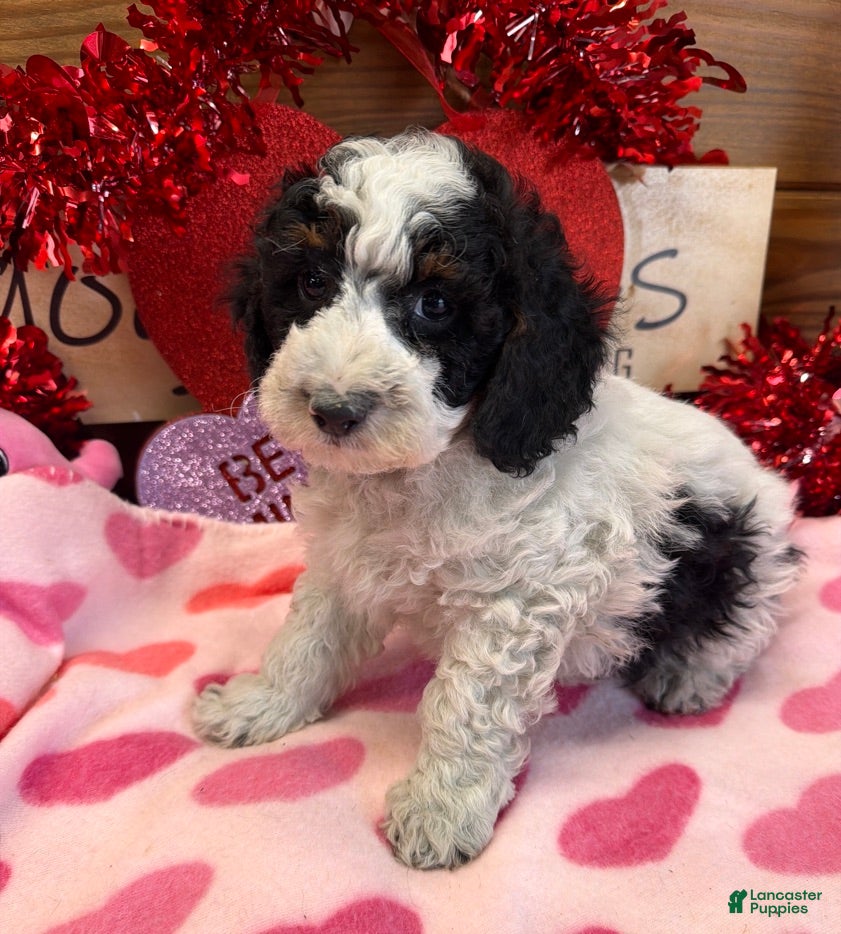 Cockapoo dogs Oscar - Ad 39