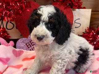 Cockapoo dogs Oscar - Ad 39