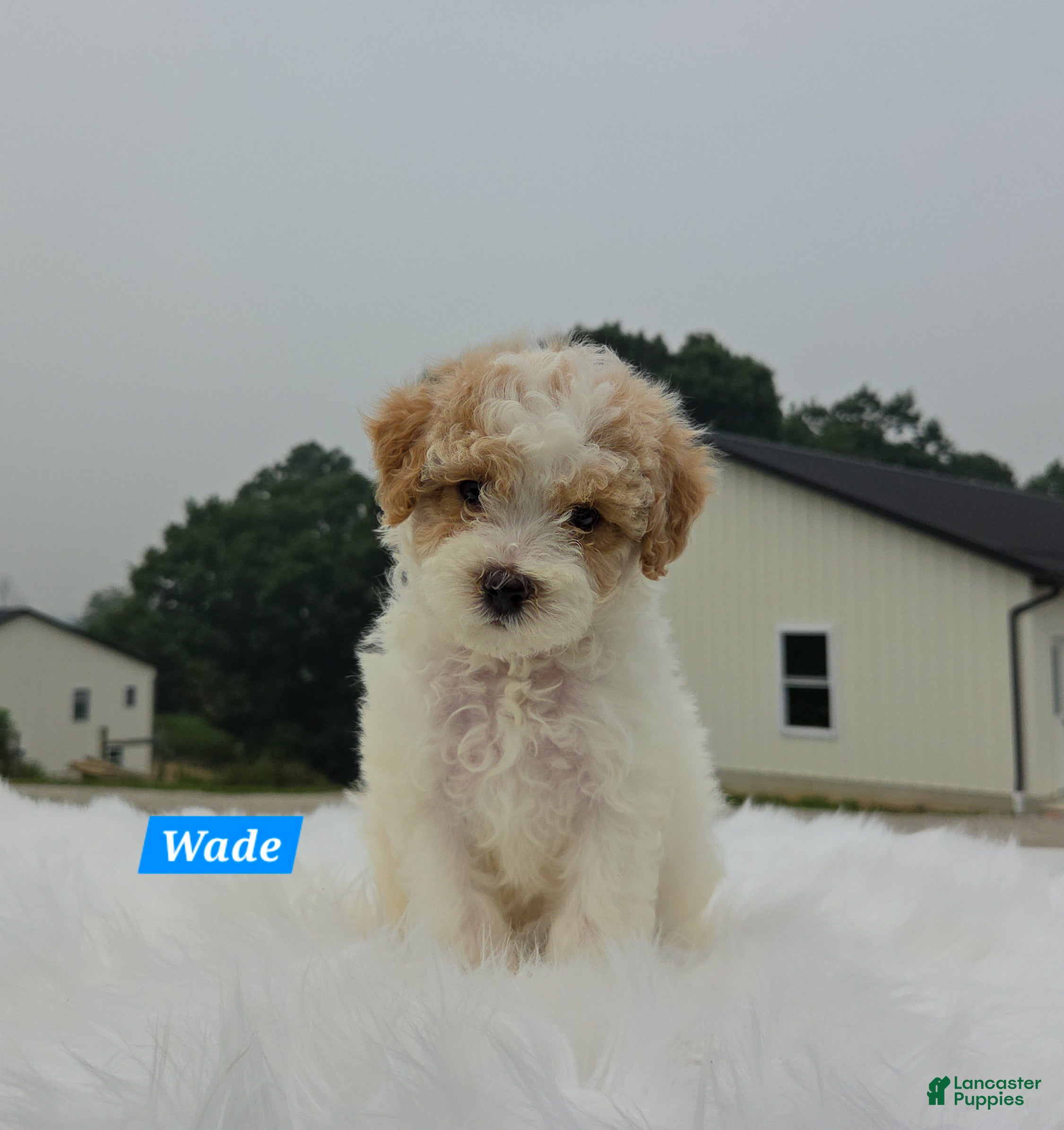 Maltipoo dogs Wade - Ad 1