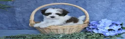 Havapoo dogs for sale: Cotton Candy - Ad 1