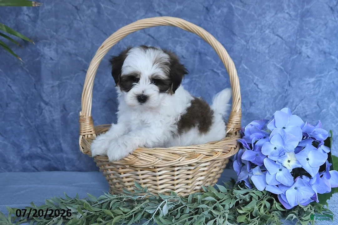 Havapoo dogs for sale: Cotton Candy - Ad 1
