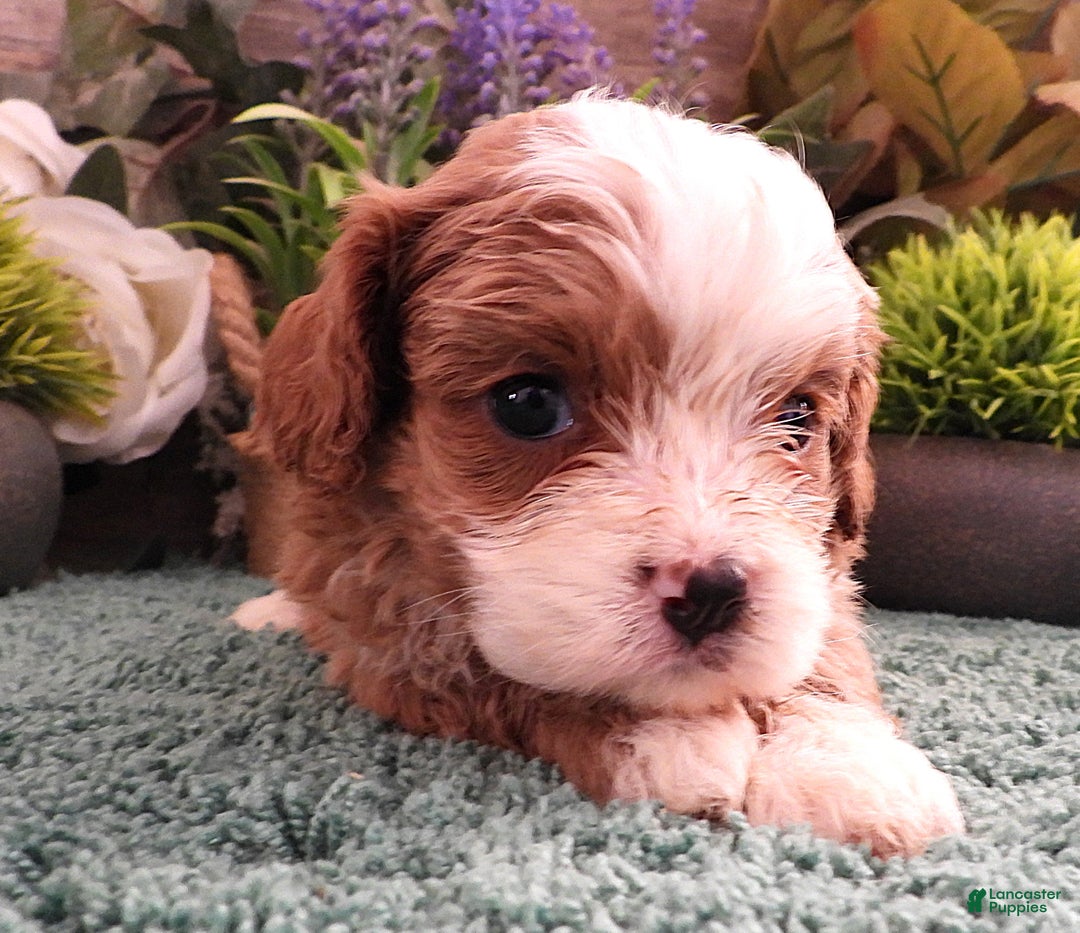 Cavapoo dogs for sale: Cavapoo Female #4 (Autumn's) - Ad 1