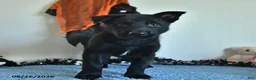 Belgian Malinois dogs for sale: Minerva - Ad 10