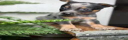 Australian Cattle Dog dogs for sale: Rudis - Ad 4