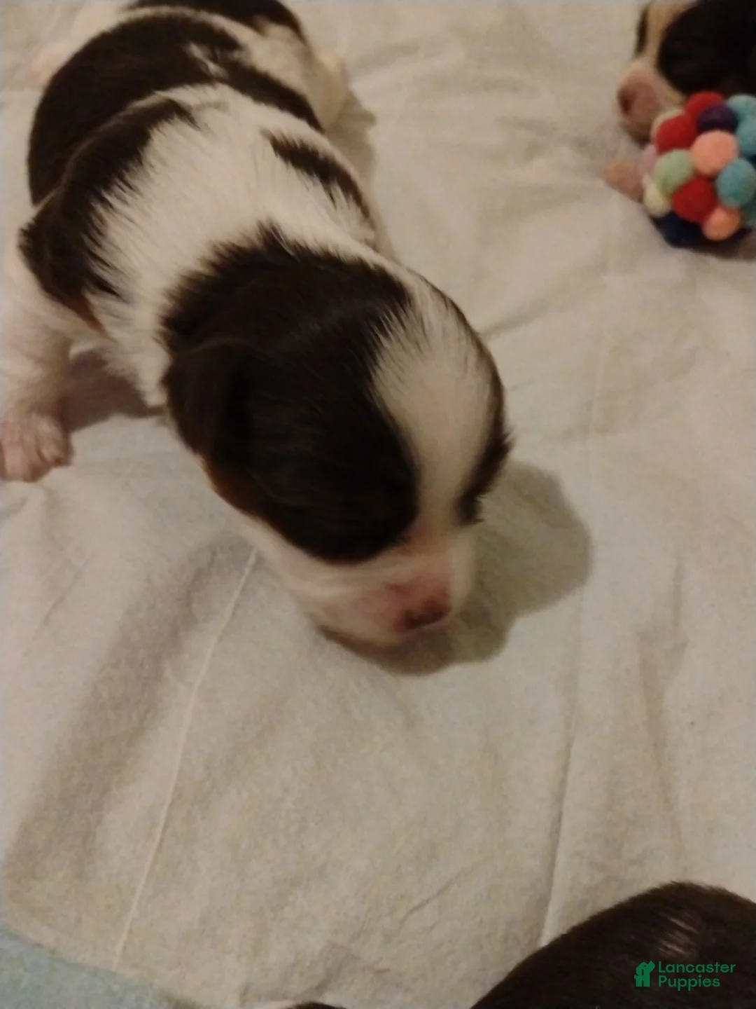 Biewer Terrier dogs for sale: Biewer Terrier Puppy 2 - Ad 1