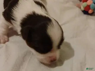 Biewer Terrier dogs Biewer Terrier Puppy 2 - Ad 34