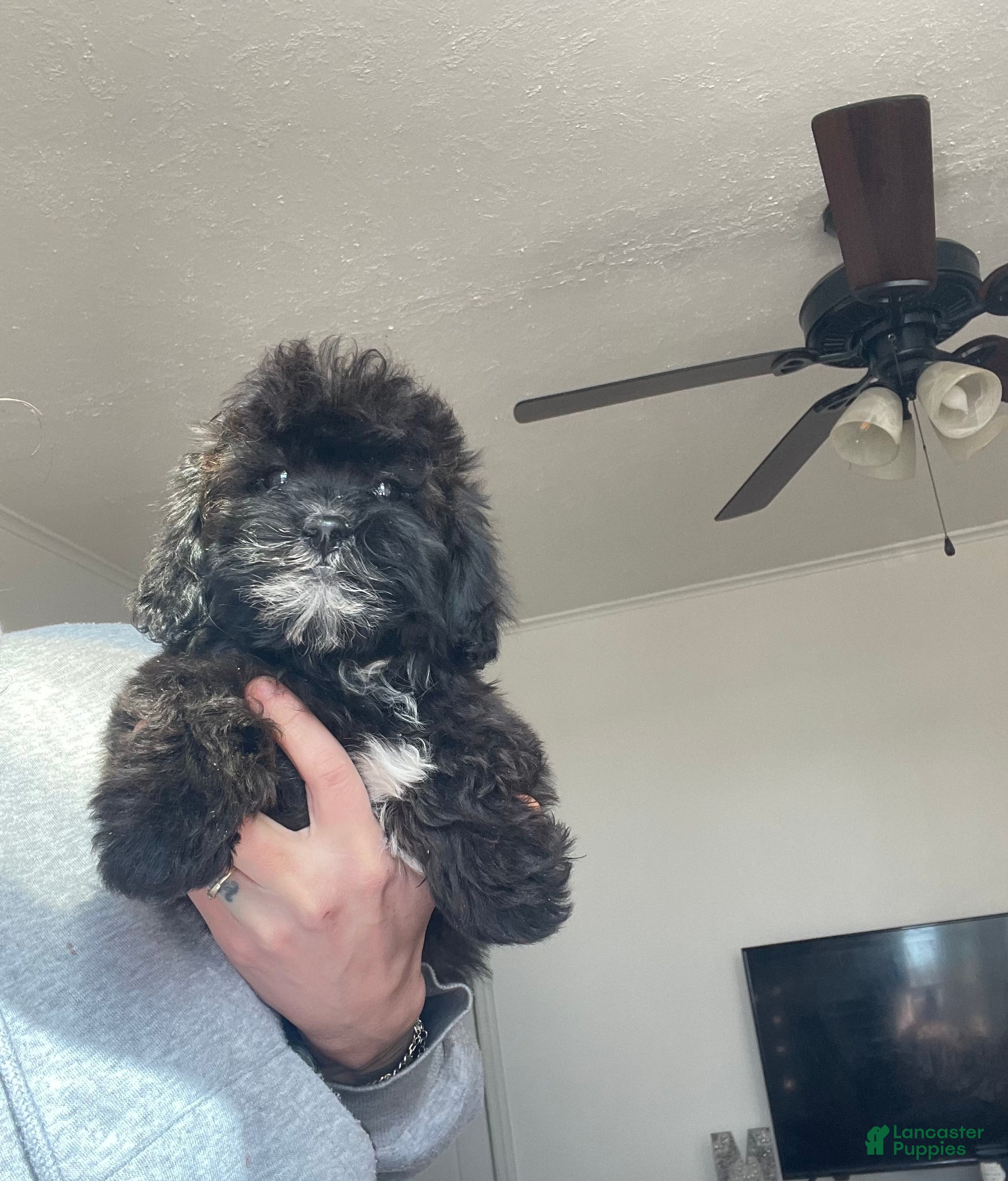 Shih Tzu dogs Cosmo - Ad 1