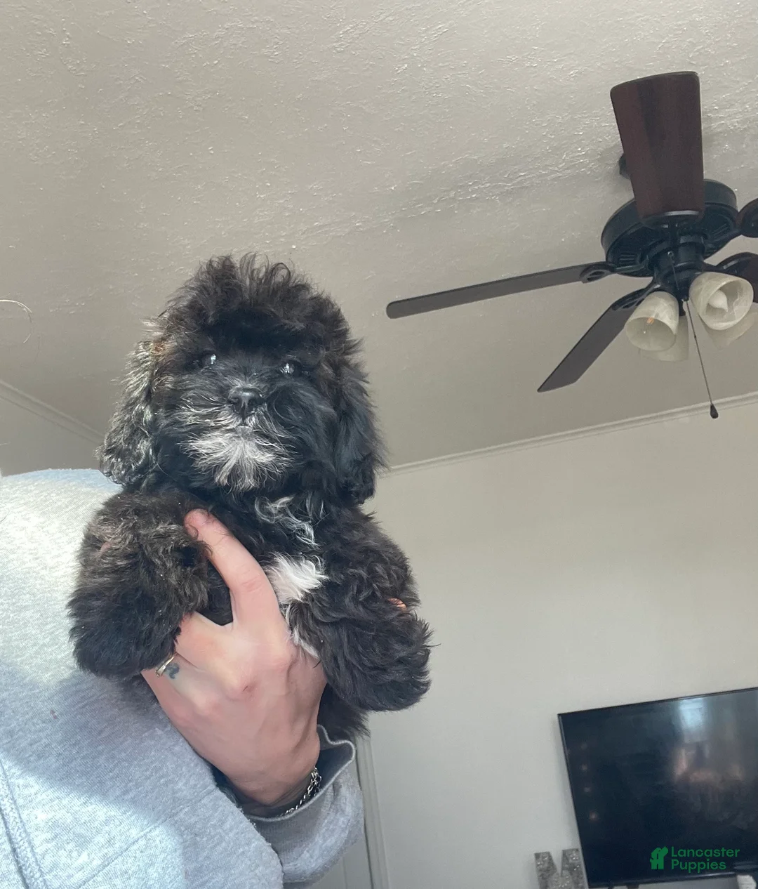 Shih Tzu dogs for sale: Cosmo - Ad 1