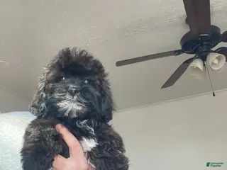 Shih Tzu dogs Cosmo - Ad 35