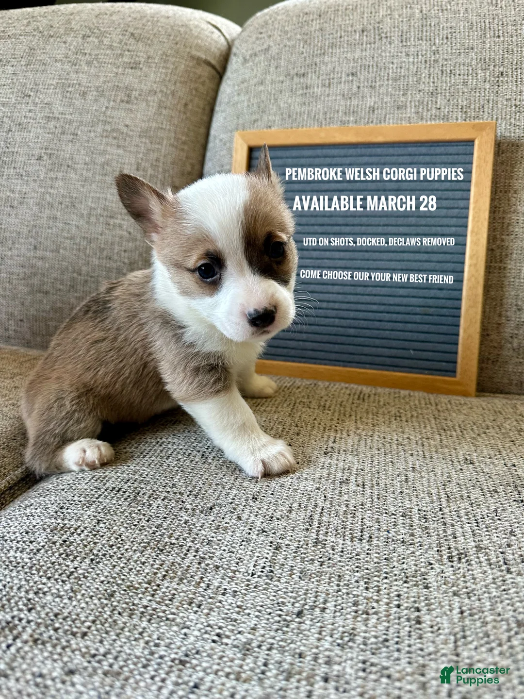 Welsh Corgi Pembroke dogs for sale:  Jean Luc  - Ad 1