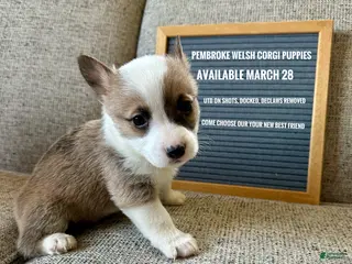 Welsh Corgi Pembroke dogs for sale: Jean Luc - Ad 3