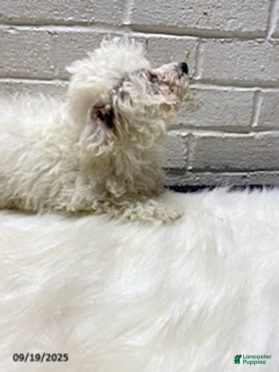 Bichon Frise dogs for sale: Randy - Ad 9